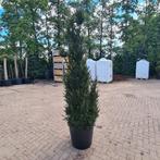 Taxus baccata 180 cm, Ophalen, Taxus, 100 tot 250 cm