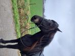 Bitloos kaakgekruist hoofdstel maat full, Dieren en Toebehoren, Paarden en Pony's | Hoofdstellen en Tuigage, Ophalen of Verzenden