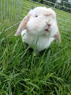 Konijn, Dieren en Toebehoren, Konijnen, Mannelijk