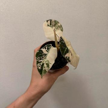 Alocasia black velvet pink beschikbaar voor biedingen