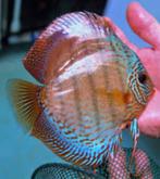 Discus Wild x Blue neon ca 8 cm - siner - Koidream Valburg