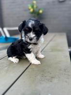 Nog 1schattige maltipoo pup, Rabiës (hondsdolheid), Overige rassen, 8 tot 15 weken, Meerdere