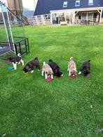 leuke Amerikaanse Akita Inu pups, Dieren en Toebehoren, Honden | Poolhonden, Keeshonden en Oertypen, Particulier, Meerdere, 8 tot 15 weken