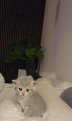 Grijs witte kitten te koop, Dieren en Toebehoren, Katten en Kittens | Dekkaters, 0 tot 2 jaar