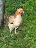 Araucana tarwe 3 hennen+1 haan, bolstaart, toef, Dieren en Toebehoren, Pluimvee, Meerdere dieren, Kip