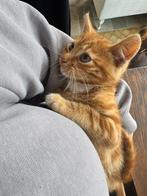 Schattige kittens te koop, Dieren en Toebehoren, Katten en Kittens | Overige Katten, Kater