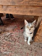 Lief mooi poesje, Dieren en Toebehoren, Katten en Kittens | Overige Katten, Poes, Kortharig, 0 tot 2 jaar