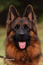 Duitse herderpup met Garantie HD En ED, Dieren en Toebehoren, Rabiës (hondsdolheid), Reu, 8 tot 15 weken, Eén hond