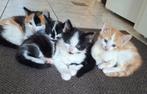 Schitterende, lieve kittens, Dieren en Toebehoren