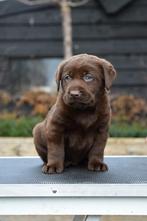 Prachtige bruine Labrador retriever pups met stamboom, Nederland, CDV (hondenziekte), 8 tot 15 weken, Labrador retriever