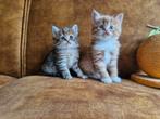 Nestje Siberische kittens, Dieren en Toebehoren, Katten en Kittens | Raskatten | Langhaar, Meerdere dieren, Gechipt, 0 tot 2 jaar