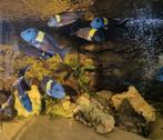 F1 Tropheus Duboisi Maswa 3/6cm per 10x€70/20x€130 op=op, Dieren en Toebehoren, Vis, Zoetwatervis, Schoolvis