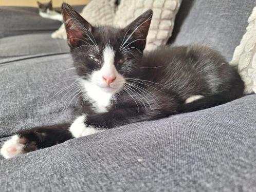 Lieve Europese Korthaar Kiten te Koop, Dieren en Toebehoren, Katten en Kittens | Overige Katten, Kortharig, Kater, 0 tot 2 jaar