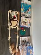 Skelet 1.10m De Agostini (Halloween of schoolproject), Kinderen en Baby's, Speelgoed | Educatief en Creatief, Ophalen, Gebruikt