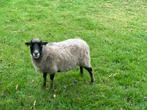 Vierjarige Ouessant Ooi te koop, Dieren en Toebehoren, Schapen, Geiten en Varkens, Vrouwelijk, Schaap