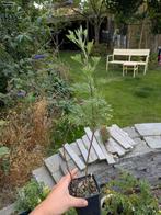 Colakruid stek, Ophalen, Overige soorten, Minder dan 100 cm