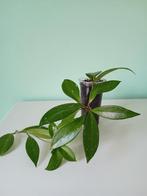 Hoya pubicalyx, Ophalen, Overige soorten, Minder dan 100 cm