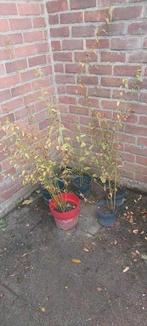 5 kerria japonica Pleniflora/ 'Ranonkel'. (tot 1m) In pot., Tuin en Terras, Planten | Struiken en Hagen, Ophalen of Verzenden