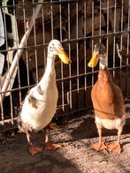 Loopeenden, Dieren en Toebehoren, Meerdere dieren