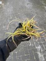 Carex oshimensis 'Evergold' - Zegge siergras, Ophalen, Vaste plant, Siergrassen, Bloeit niet