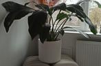 grote kamerplant incl elho pot, Ophalen, Halfschaduw, Minder dan 100 cm