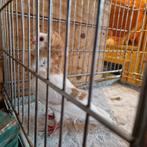 Capucijner doffer, Dieren en Toebehoren, Vogels | Duiven, Mannelijk, Overige soorten