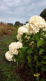 25 stuks hydrange in 1 koop, Tuin en Terras, Ophalen of Verzenden, Overige soorten, Halfschaduw