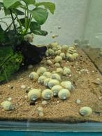 Appeslakken wit, Dieren en Toebehoren, Vis