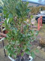 Laurier, Prunus rotundifolia, Laurier, Ophalen, 100 tot 250 cm