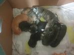 8 lieve kittens te koop, Dieren en Toebehoren, Meerdere dieren, 0 tot 2 jaar
