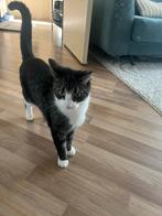 Kat zoekt nieuw baasje, Dieren en Toebehoren, Katten en Kittens | Overige Katten, Poes