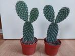 Opuntia Pylana - Schijfcactus / Konijnenoor H: 29 cm., Ophalen, Cactus, Minder dan 100 cm, Volle zon