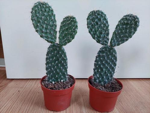 Opuntia Pylana - Schijfcactus / Konijnenoor H: 29 cm., Huis en Inrichting, Kamerplanten, Cactus, Minder dan 100 cm, Groene kamerplant