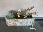 Opgemaakte Plantenbak - 58x17 cm, Ophalen of Verzenden, Zo goed als nieuw
