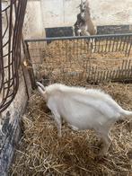 Twee bokken, Dieren en Toebehoren, Schapen, Geiten en Varkens, Mannelijk, Geit