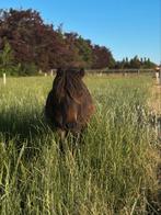 lieve shetlander te koop, Dieren en Toebehoren, Paarden, Met stamboom, Minder dan 160 cm, 3 tot 6 jaar, Onbeleerd