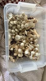 Kweekset voor paddestoelen, Ophalen, Nieuw, Kweekbak