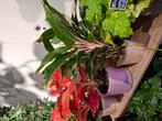 Aglaonema Pink Diamond, Overige soorten, In pot, Minder dan 100 cm, Groene kamerplant