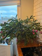 Lidcactus groot, Ophalen, 100 tot 150 cm, Halfschaduw, Bloeiende kamerplant