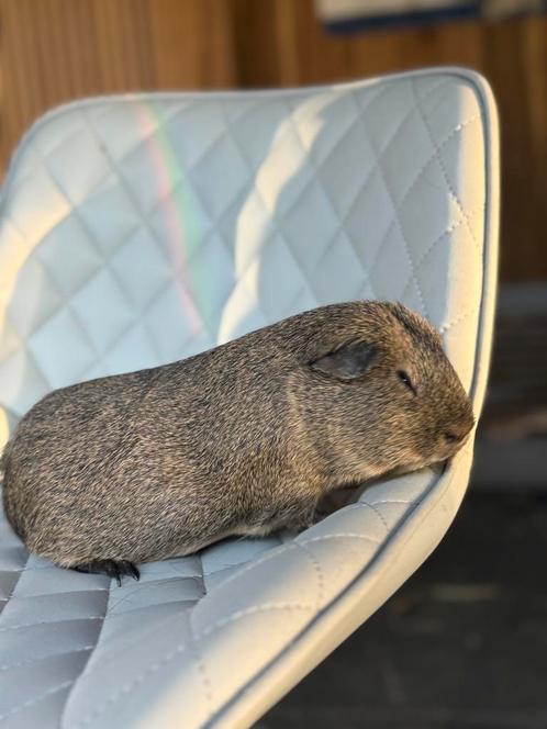 Prachtig cavia zeugje, Dieren en Toebehoren, Knaagdieren, Vrouwelijk, Cavia, Voor 1 juli 2024, Tam