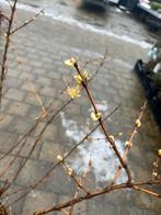 Lonciera ‘Winter Beauty’ struik kamperfoelie, Ophalen, Overige soorten, Struik, 100 tot 250 cm