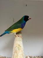 Mooi koppeltje gould amadines, Dieren en Toebehoren, Vogels | Overige Vogels, Meerdere dieren