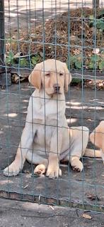 raszuiver labrador reutjes  zoeken een huisje, Dieren en Toebehoren, Honden | Retrievers, Spaniëls en Waterhonden, Nederland, Overige rassen