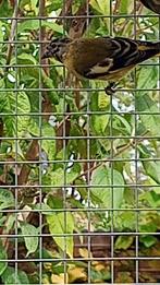 Zwartkopsijs man, Dieren en Toebehoren, Vogels | Overige Vogels, Mannelijk, Geringd