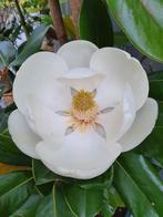 Magnolia grandiflora François Treyve / hoogstam 6-8 ‼️, Zomer, 400 cm of meer, Ophalen, Volle zon
