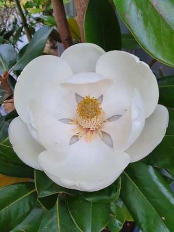 Magnolia grandiflora François Treyve / hoogstam 6-8 ‼️ beschikbaar voor biedingen