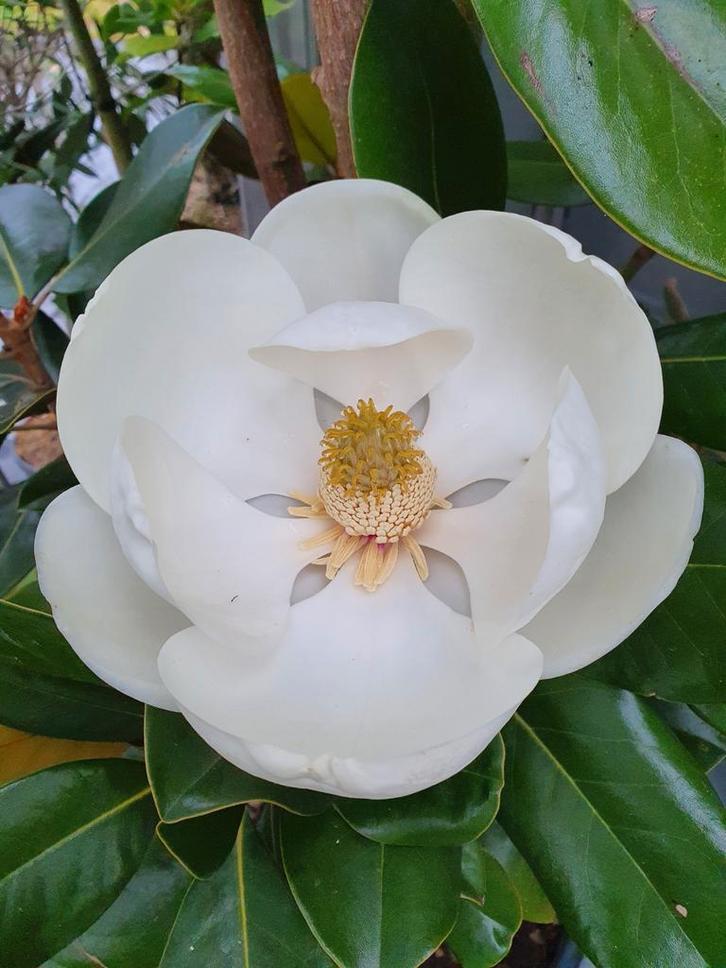 Magnolia grandiflora François Treyve / hoogstam 6-8 ‼️, Tuin en Terras, Planten | Bomen, Bolboom, 400 cm of meer, Volle zon, Zomer