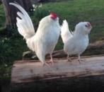 Te koop antwerpse baardkrielen wit 5 hennen 1 haan ook los, Meerdere dieren, Kip