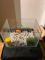 Kleine aquarium, Dieren en Toebehoren, Ophalen, Plant(en), Steen of Hout