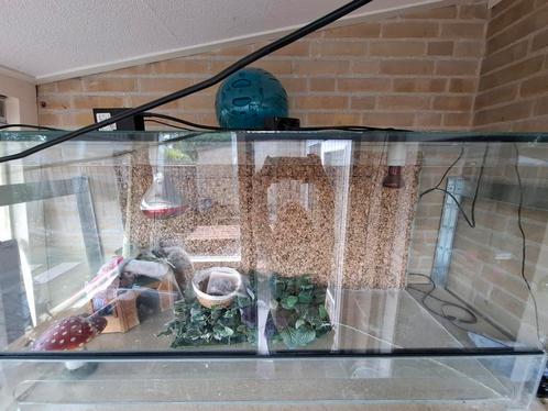 Terrarium 120x60x50cm, Dieren en Toebehoren, Reptielen en Amfibieën | Toebehoren, Gebruikt, Ophalen